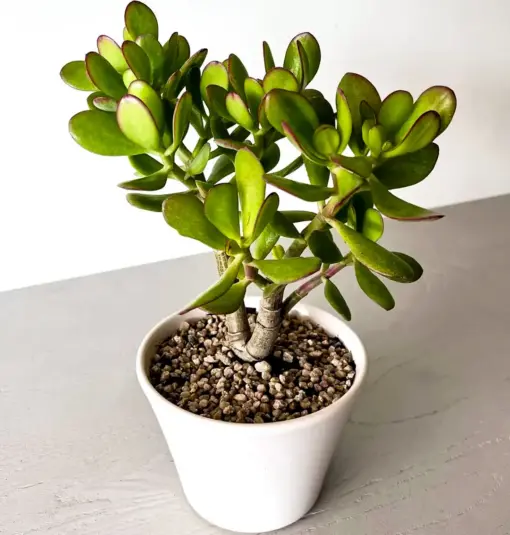 Planta de Jade