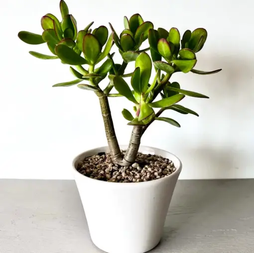 Planta de Jade