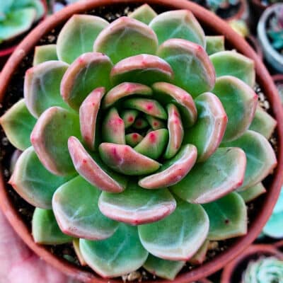 Planta Suculenta Echeveria